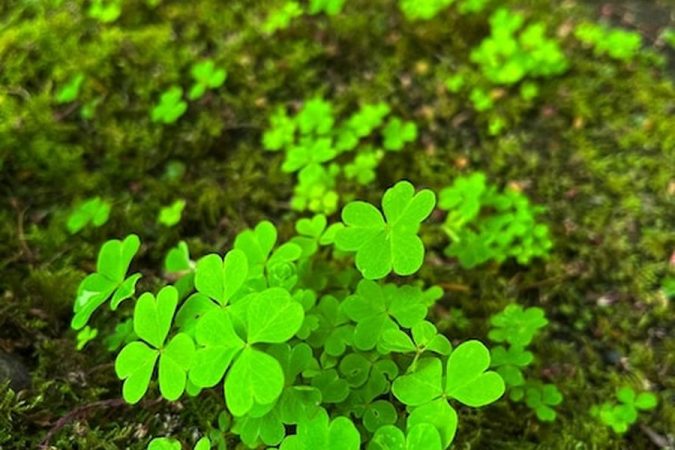 Image décorative 7 alternatives au gazon qui ne demandent pas d'eau (et restent vertes tout l'été)