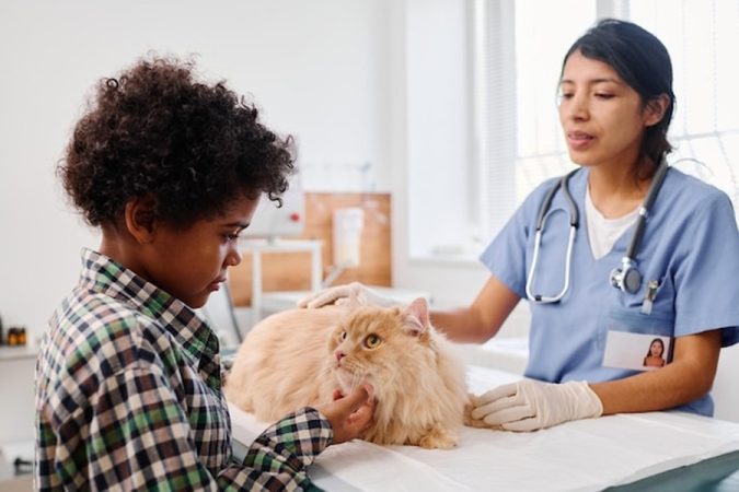 Une vétérinaire examine un chat à poils longs en présence d'un enfant, un soin essentiel couvert par une Assurance pour Nouveaux Animaux de Compagnie (NAC) : le guide complet pour bien choisir et être remboursé.
