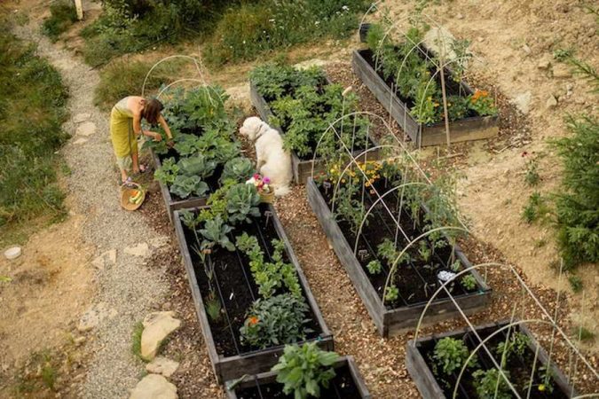 Une jardinière entretient des bacs de culture denses pour illustrer comment créer un mini-écosystème en permaculture sur un balcon de 5m2 : guide pratique et rentable.