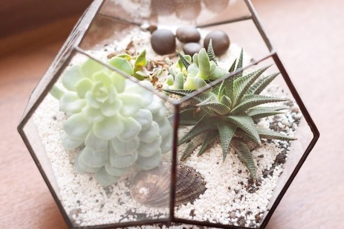 Des plantes grasses et des galets disposés dans un écrin de verre géométrique pour apprendre comment créer un terrarium fermé autonome sans entretien : Le guide complet pour débutants.