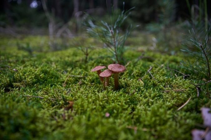 Trois petits champignons bruns émergent d'un tapis de mousse épaisse et verdoyante, une étape clé pour comprendre comment créer une micro-forêt Miyawaki dans son jardin (même sur 10m²).