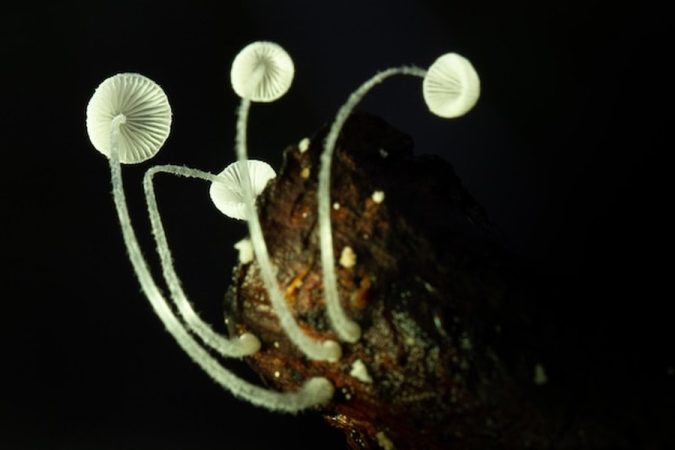 Petits champignons blancs aux tiges translucides émergeant d'un morceau de bois sombre pour illustrer comment cultiver des champignons bioluminescents chez soi : le guide pratique complet.