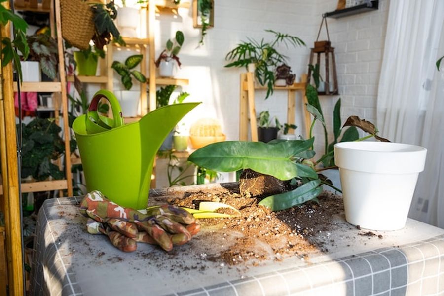 Un atelier de rempotage de plantes d'intérieur avec terreau et arrosoir, parfait pour tester le compostage obligatoire 2024 : 5 solutions concrètes pour composter en appartement sans odeurs.