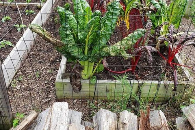 Des plants de blettes vigoureux poussent dans un bac de culture protégé, illustrant comment créer une forêt-jardin sur 100m2 : guide complet pour l'autosuffisance en milieu urbain.