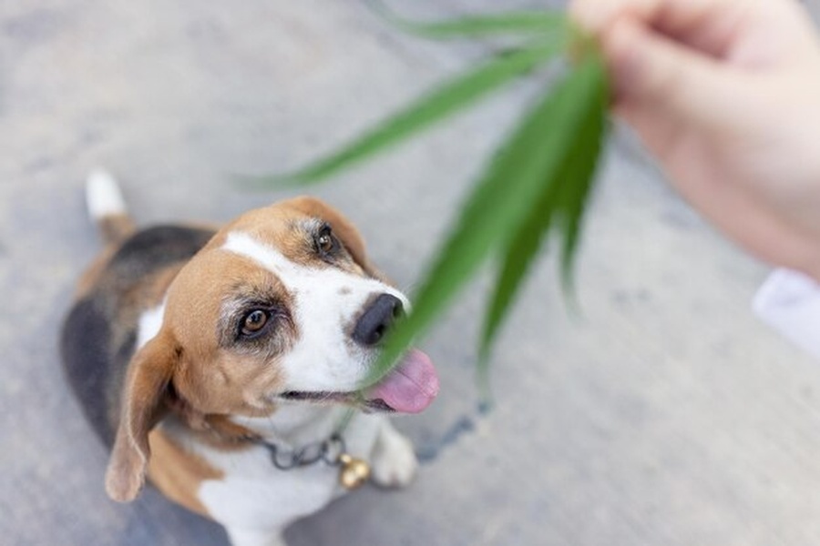 Un chien beagle curieux lève la tête vers une feuille verte, illustrant un dog sniffing herbs avec enthousiasme.