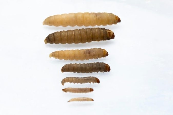 Plusieurs stades de développement larvaire essentiels pour réussir son Élevage de mouches soldats noires : Le guide complet pour produire ses propres protéines animales à faible coût.