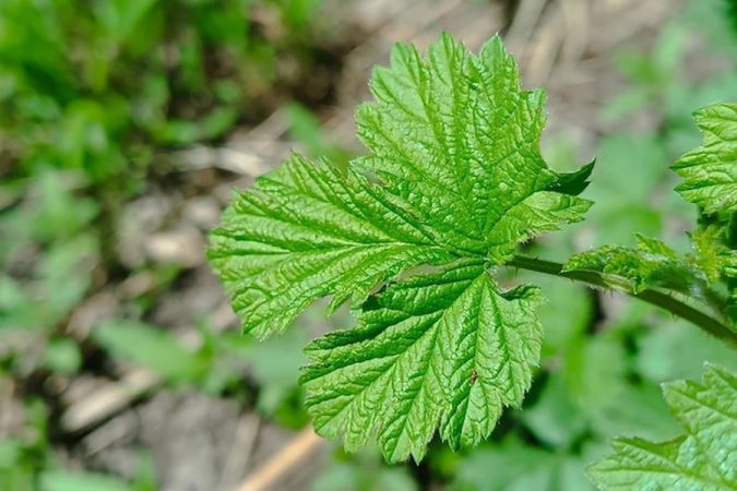 Gros plan sur une feuille d'ortie sauvage d'un vert vif mettant en avant la source de la Fibre d'Ortie : Pourquoi ce textile millénaire est l'alternative écologique ultime au coton.