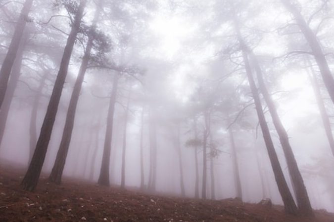 De grands pins s'élèvent majestueusement dans une misty forest baignée de brume blanche.