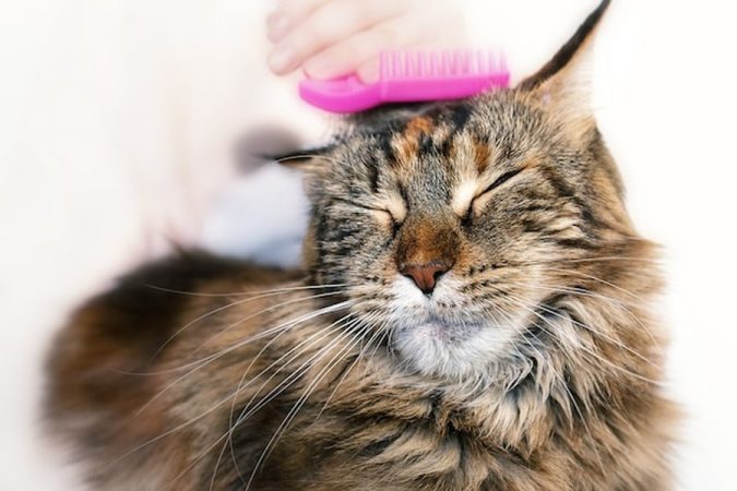 Un chat tigré à poils longs se fait brosser délicatement pour apaiser son stress, une solution face au problème 'Mon chat me mange les cheveux : Comprendre, prévenir et soigner le syndrome de Pica félin'.