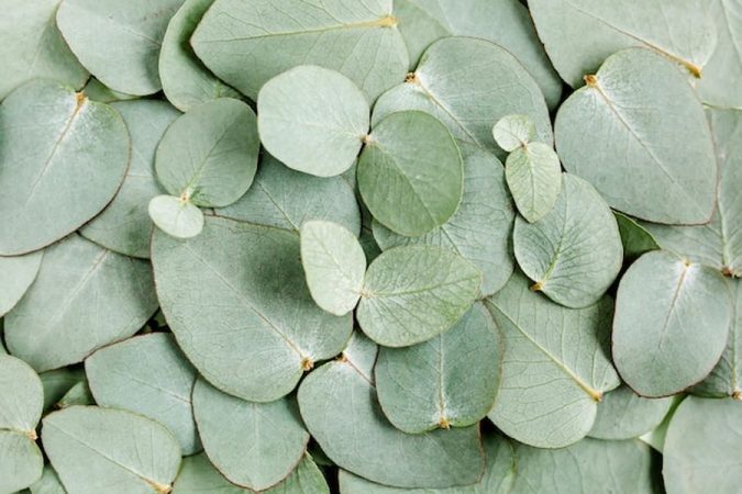 Des feuilles d'eucalyptus fraîches aux reflets argentés, matière première naturelle utilisée pour créer le Textile en fibre d'eucalyptus (Lyocell) : le guide complet sur ses avantages et son entretien.