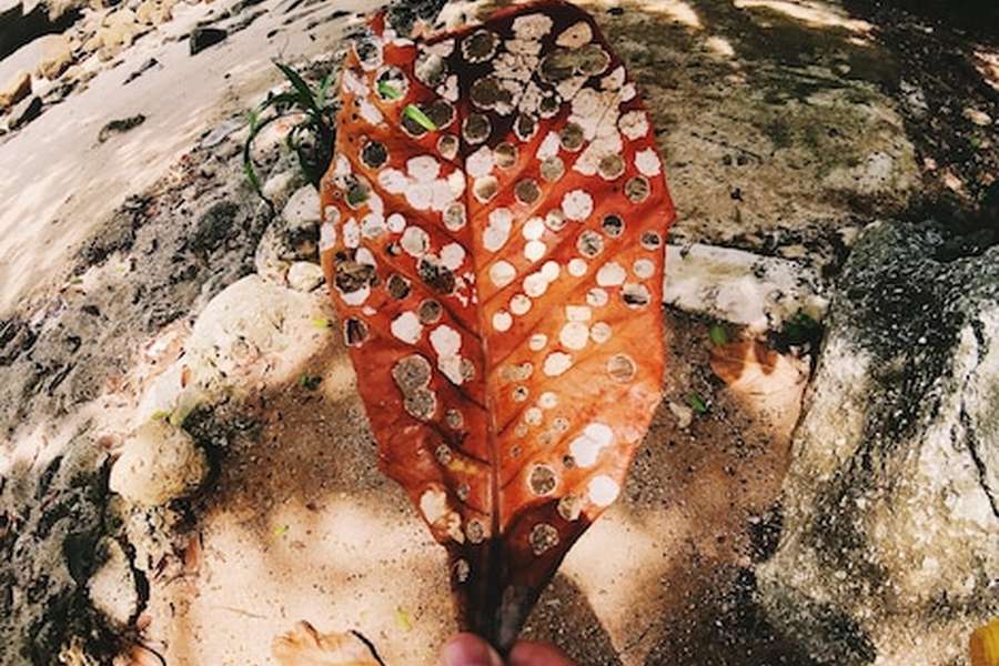 Une feuille ocre perforée de trous naturels sur un sol sablonneux, illustrant comment planifier une expédition écoresponsable dans l'archipel des îles Socotra en préservant la flore.