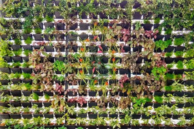 Un mur végétal dense composé de multiples pots noirs individuels alignés sur une structure métallique, illustrant parfaitement ce Tutoriel : Construire un mur anti-bruit végétal extérieur efficace et pas cher.